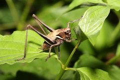 Pholidoptera aptera