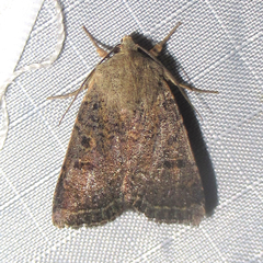 Abagrotis erratica