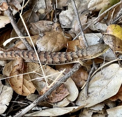 Elgaria multicarinata multicarinata