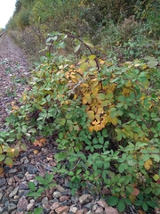 Rubus procerus