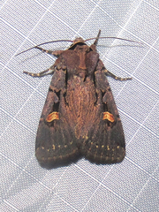 Adelphagrotis indeterminata