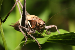 Pholidoptera aptera