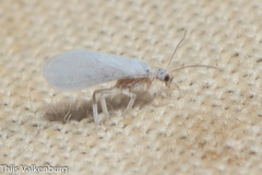 Coniopteryginae