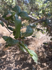 Callirhytis quercusagrifoliae