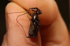 Egaenus convexus