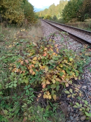 Rubus procerus
