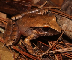 Craugastor rostralis