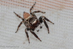 Evarcha