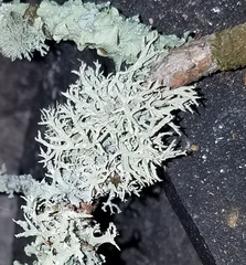 Pseudevernia consocians