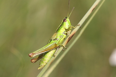 Euthystira brachyptera
