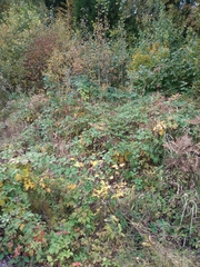 Rubus procerus