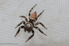 Evarcha
