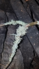 Pseudevernia consocians