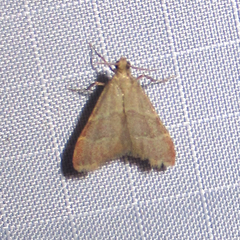 Arta epicoenalis