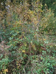 Rubus procerus