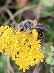 Andrena braccata