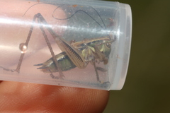 Roeseliana roeselii