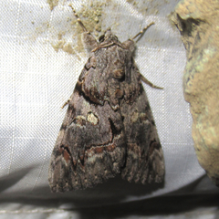 Catocala verrilliana