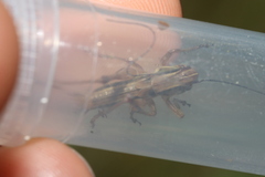 Roeseliana roeselii