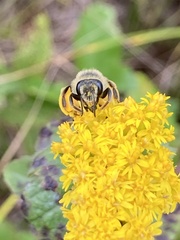 Andrena braccata