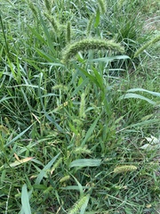 Setaria