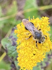 Andrena braccata