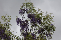 Bolusanthus speciosus