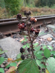 Rubus procerus