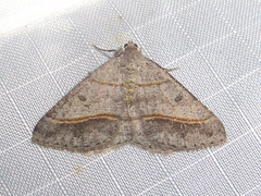 Digrammia neptaria