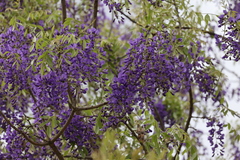 Bolusanthus speciosus
