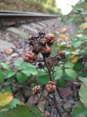 Rubus procerus
