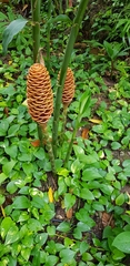 Zingiber spectabile