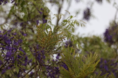 Bolusanthus speciosus