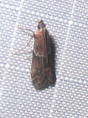 Ephestiodes erythrella