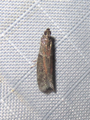 Ephestiodes erythrella