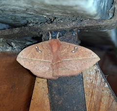 Lonomia obliqua