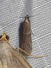 Ephestiodes erythrella