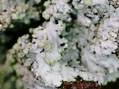 Phaeophyscia adiastola