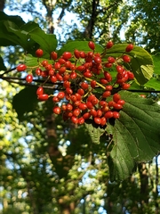 Viburnum dilatatum