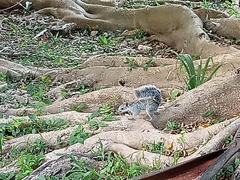 Sciurus yucatanensis