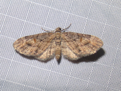 Eupithecia graefii