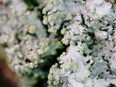 Phaeophyscia adiastola