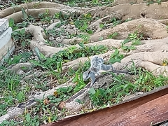 Sciurus yucatanensis