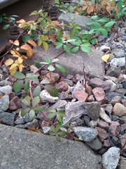 Rubus procerus