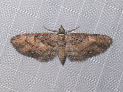 Eupithecia graefii