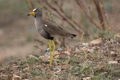 Vanellus senegallus