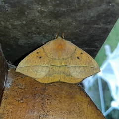 Lonomia obliqua