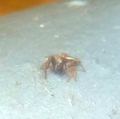 Hentzia vittata