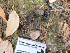 Urocyon cinereoargenteus