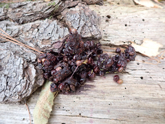 Urocyon cinereoargenteus